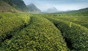 Turkiye, Food Industry, Beverages - Coffee - Tea, Chewing Gum, General Food, Herbal Products, Spices - Seasonings