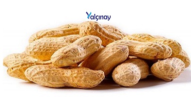 Turkiye, Food Industry, Dried Foods, Dried Nuts, General Food