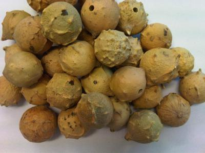 Turkiye, Food Industry, Dried Foods, Dried Nuts, General Food, Pulses - Cereals, Spices - Seasonings