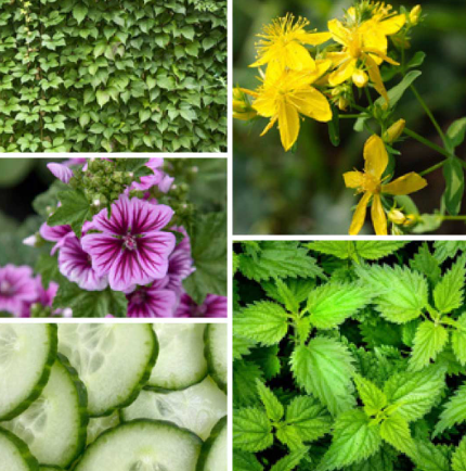 Turkiye, Food Industry, Herbal Products