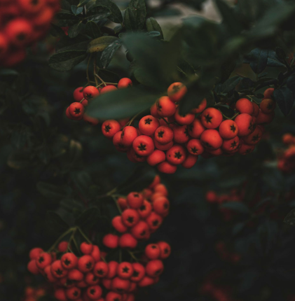 Turkiye, Food Industry, Herbal Products